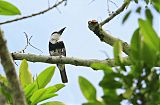 White-necked Puffbird